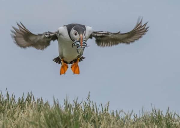 FIRST: A puffin swoops onto the Farne Islands with a beak full of sand eels. Picture by Andrew Taylor, 365 Facebook likes.