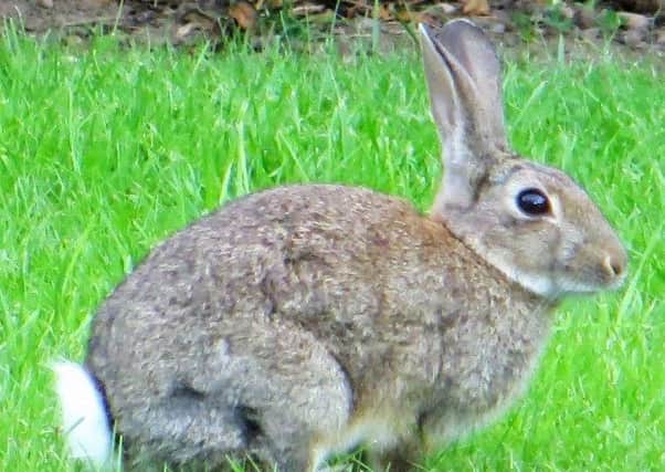Rabbits can be bad news in the garden. Picture by Tom Pattinson.
