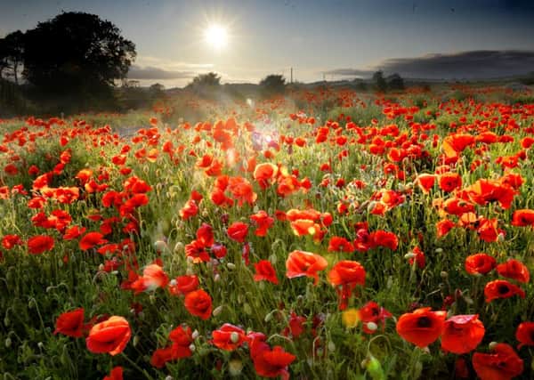 The glorious sight of a field of poppies.
Picture taken by Jane Coltman in a field near Foxton.