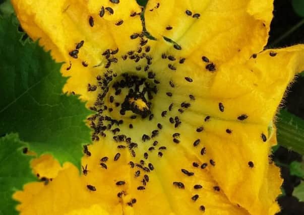 A yellow courgette bloom attracts the pollen beetles. Picture by Tom Pattinson.
