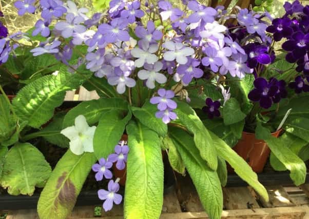 Take some leaf cuttings from streptocarpus. Picture by Tom Pattinson.