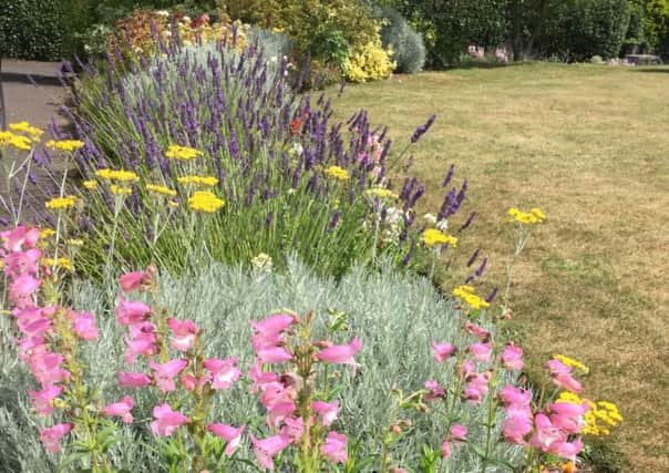 Penstemon, curry plant and lavender are all offering cuttings to root at the moment. Picture by Tom Pattinson.