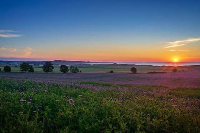 Beautiful colours in this Colin Graham shot of sunrise over the blue phacelia fields, just outside Warkworth. 217 Facebook likes