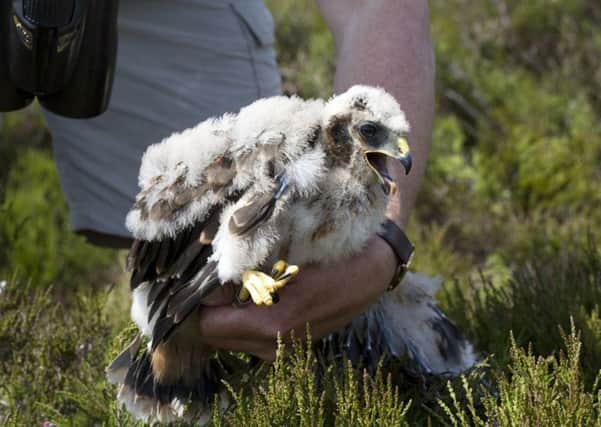 A female hen harrier chick fledged in Northumberland.