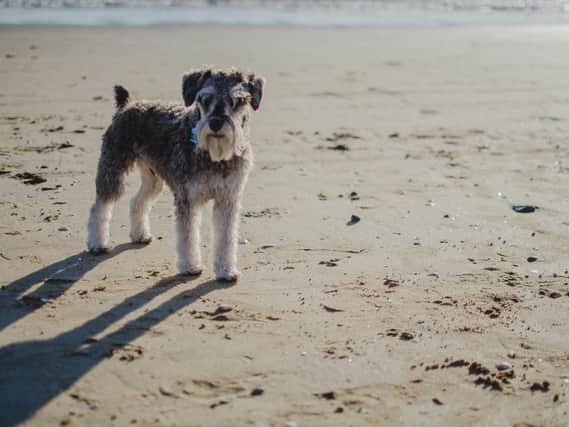 How to keep your pets safe on the beach this summer.
