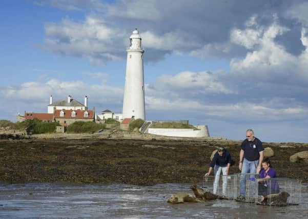 Three seals are released from the care of Blue Reef Aquarium in Tynemouth back into the sea. Picture by Jane Coltman