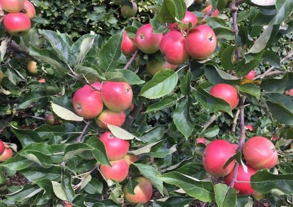 Dessert apple Discovery is the first variety to ripen and this year its branches are almost groaning under the weight of so much fruit. Picture by Tom Pattinson.