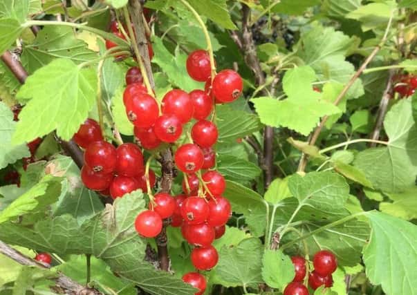 Heavy crops of redcurrants have been gathered. Picture by Tom Pattinson.