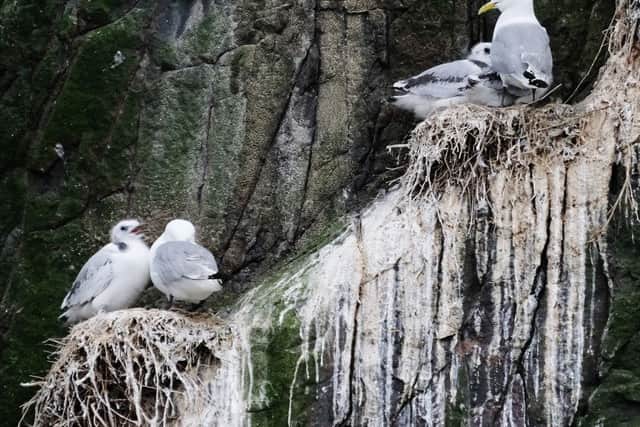 Wildlife on the Farne Islands.  Picture by Jane Coltman