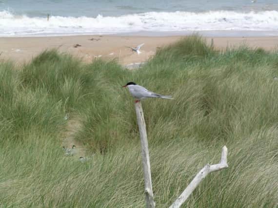 Arctic tern at Long Nanny. Picture by National Trust Images/Stephen Morley