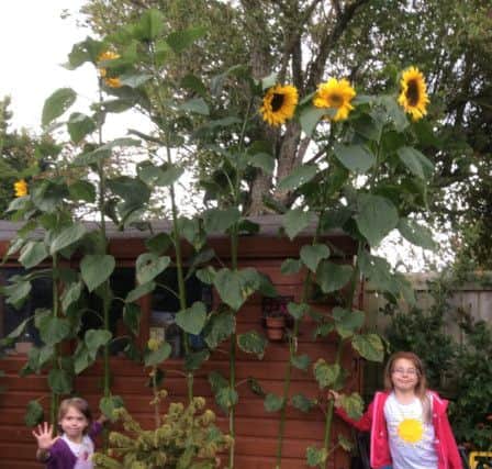 Last year's winners Frances and Catherine Molineux, of Shilbottle, with their 10ft 5in flowers.