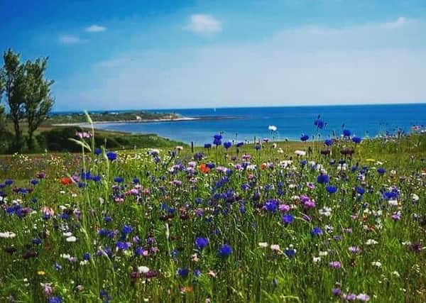 Here's a sight to gladden the heart - a colourful show of wild flowers at Alnmouth golf course by Mark Linsley. 268 Facebook likes
