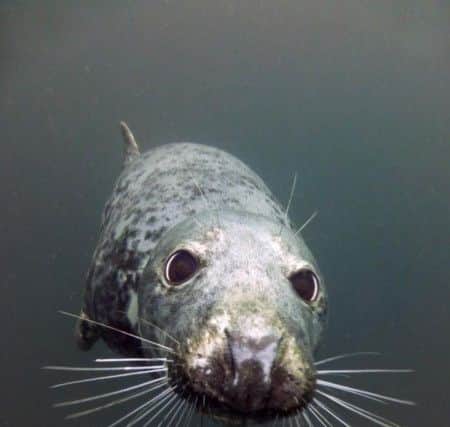 Great picture from Robyn Tarquin Black of a curious seal at Longstone End in the Farne Islands, taken while diving on Glad Tidings VII with Deep Blue Pirates. 341 Facebook likes