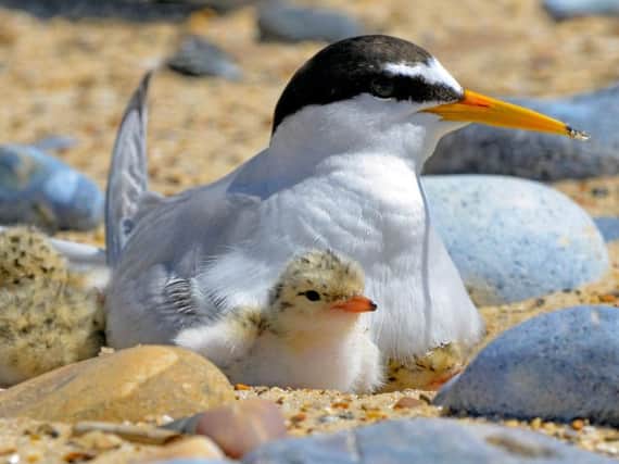 Little terns. Picture by K.Simmons