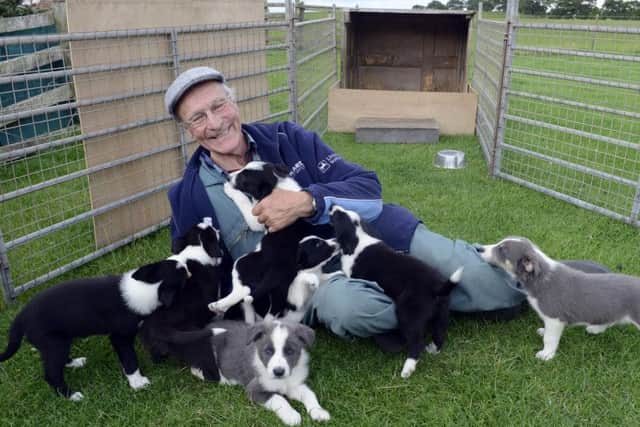 Scott Smith's 'best ever' litter of puppies. Picture by Jane Coltman