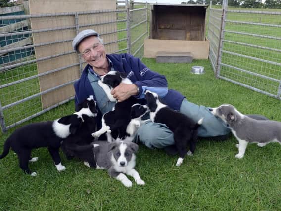 Scott Smith's 'best ever' litter of puppies. Picture by Jane Coltman