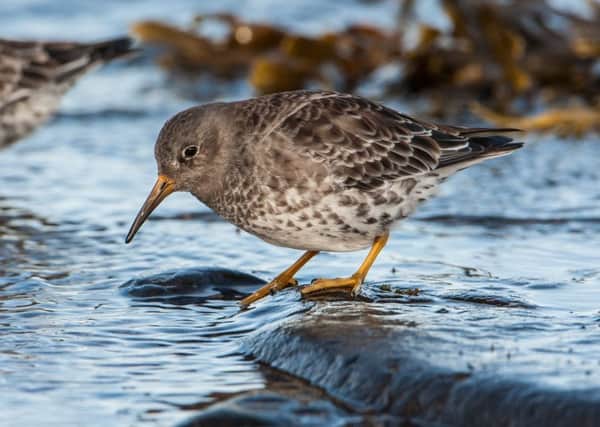 A purple sandpiper at Bamburgh. Picture by Ian Fisher