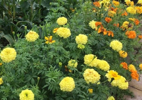 Marigolds can be long-flowering, given encouragement. Picture by Tom Pattinson.