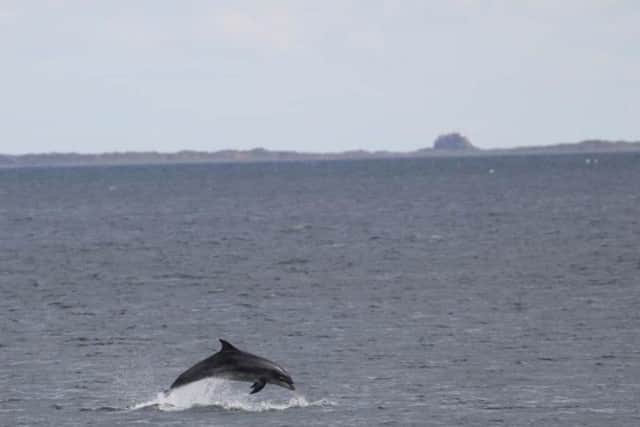 This has been a fantastic and regular sight this summer - dolphins playing along the Northumberland coast. Lisa Patterson even managed to capture Bamburgh Castle in the background. 221 Facebook likes