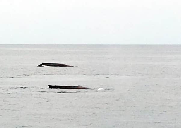 Whales