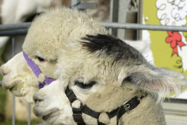 Alpacas at Glendale Show. Picture by Jane Coltman