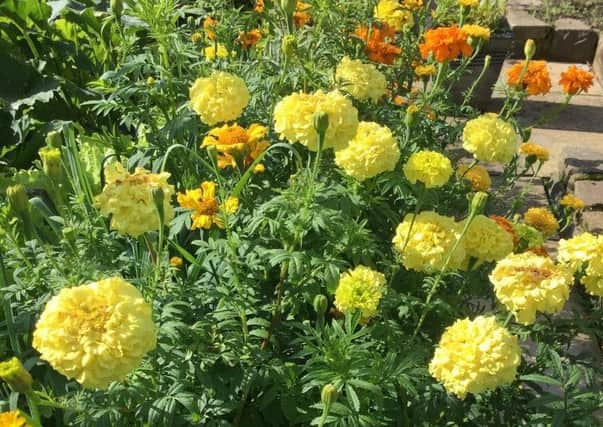 Marigold companion planting in the garden. Picture by Tom Pattinson.