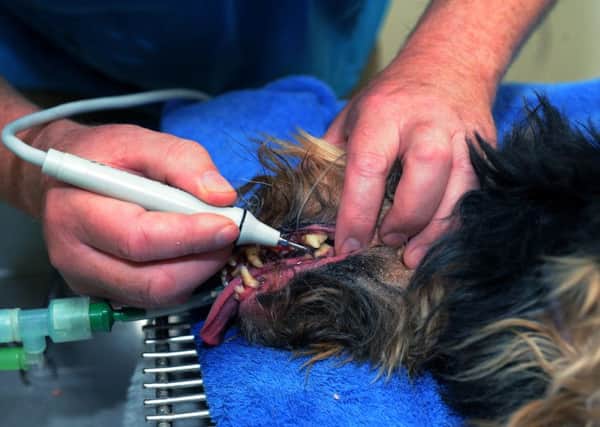 A dog gets its teeth cleaned by a vet.