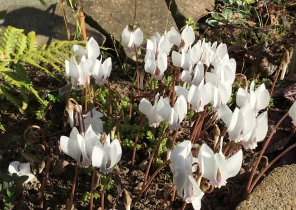 Cyclamen hederifolium is no longer hidden from view. Picture by Tom Pattinson.