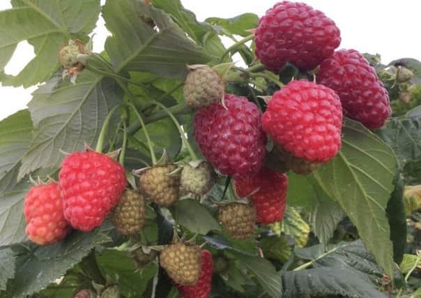 Autumn raspberries are in full production, with bigger fruits than ever. Picture by Tom Pattinson.