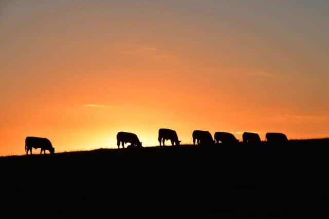 SECOND: Not the Serengeti but sunset at Low Steads Farm, Longhoughton, by Steve Foster (118 likes)