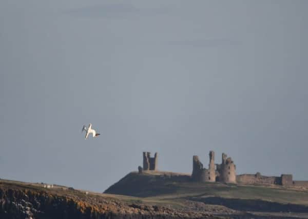 FIRST: A gannet diving in front of Dunstanburgh Castle by Steve Foster (127 likes)