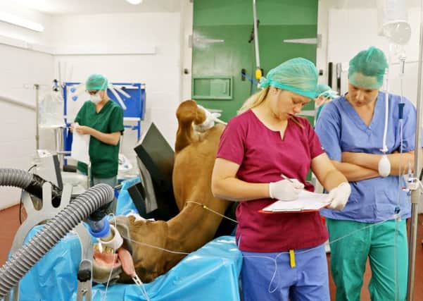 A horse in the operating theatre.