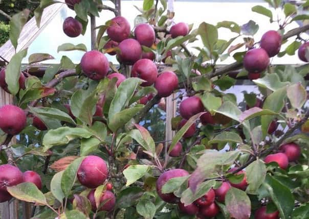Apple harvesting is under way and will continue into November. Picture by Tom Pattinson.
