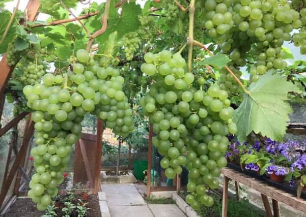 A grape vine is a good, long-term investment. Picture by Tom Pattinson.