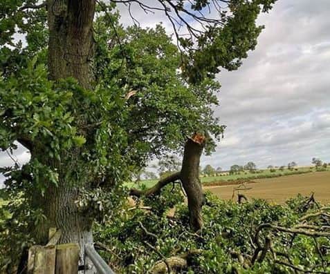 An oak tree snapped between Whittingham and Glanton.