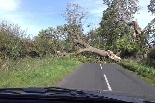 The back road from Chatton to Belford is blocked by a fallen tree. Picture by Michelle Foulis