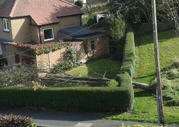A tree has fallen through a hedge into the garden of a house in Blakelaw Road, Alnwick.