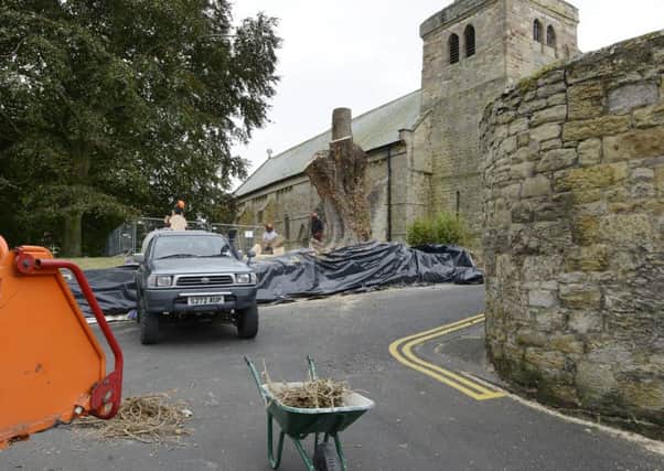 A tree being felled by the wall around Warkworth church.
Picture by Jane Coltman