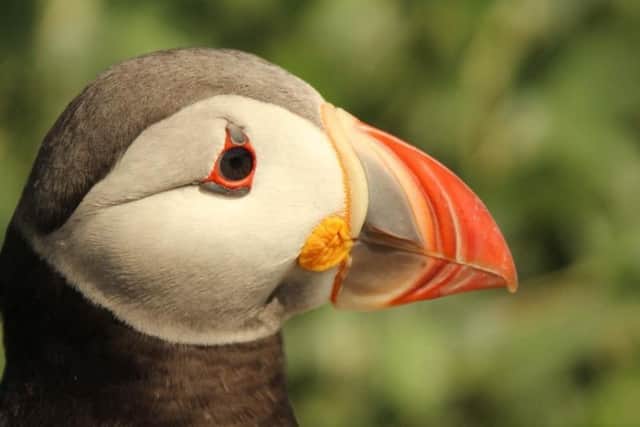 JOINT THIRD: A fantastic shot of a puffin by Jack King, a 14-year-old wildlife photographer with a strong interest in British wildlife.  Jack is a new member of our Northumberland Camera Club Facebook group.