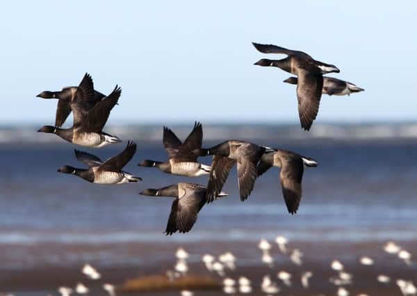 Light-bellied brent geese. Picture by JJD