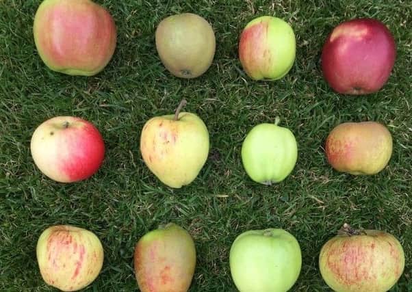 The apple collection shows plenty of variety. Picture by Tom Pattinson.