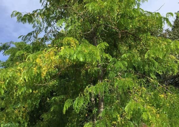 Gleditsia is showing hints of colour change already. Picture by Tom Pattinson.