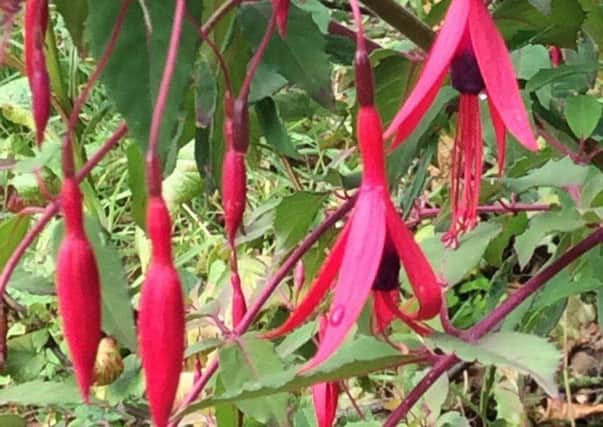 Hardy fuchsias are currently at their best. Picture by Tom Pattinson.