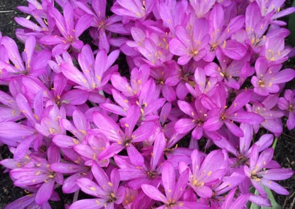 The stunning colour of the autumn crocus (colchicum) is certainly something to admire. Picture by Tom Pattinson.
