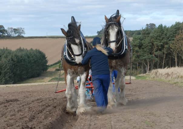 Isobel Duncan leading a pair of Clydesdale heavy horses, with husband Benny at the rear of the plough. Picture by Bruce Jobson