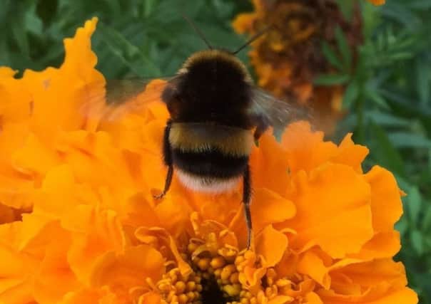 Bees love the marigold. Picture by Tom Pattinson.
