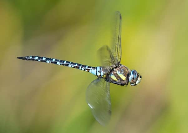 A male migrant hawker dragonfly in flight showing the legs folded up behind the eyes. Picture by Tim Melling