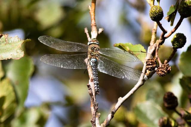 A male migrant hawker dragonfly basking in sunshine at Druridge Pools. Picture by Iain Robson