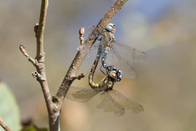 A pair of migrant hawker dragonflies clamped in a mating wheel. Picture by Iain Robson