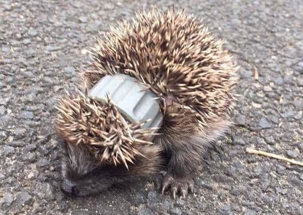 A young hedgehog with a hose attachment round its head.